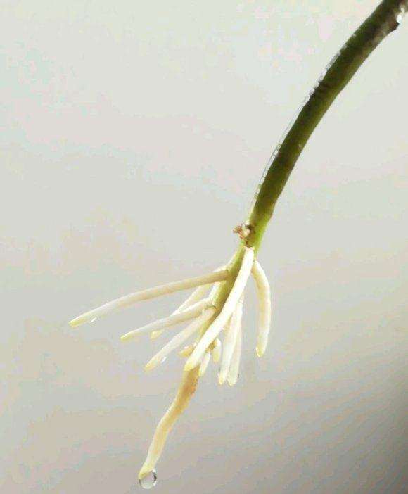 水培龟背竹1个月 气根的变化过程