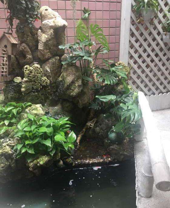 龟背竹用什么土种好 纯营养土可以吗