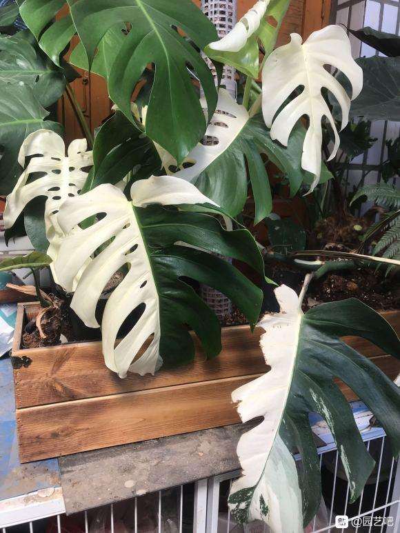 为什么白锦龟背竹这么贵