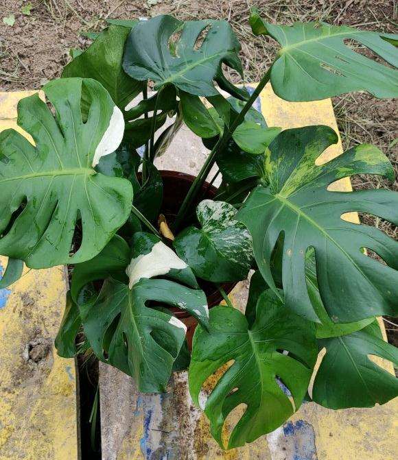 为什么白锦龟背竹这么贵