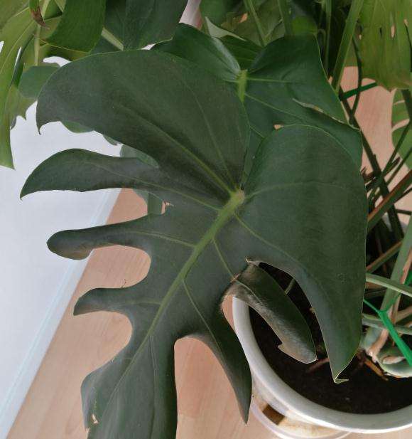 龟背竹为什么卷叶 怎么办