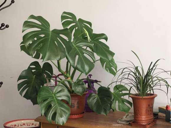 龟背竹疯长 怎么支架子