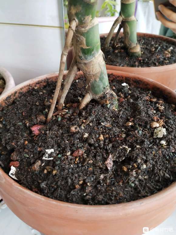 龟背竹怎么配土的方法