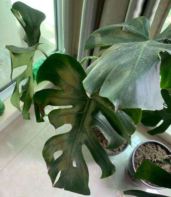 龟背竹叶子一直蔫蔫的