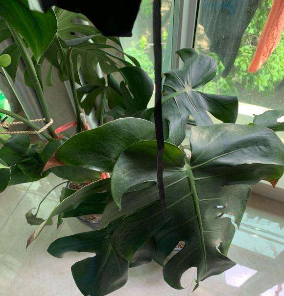 龟背竹叶子一直蔫蔫的