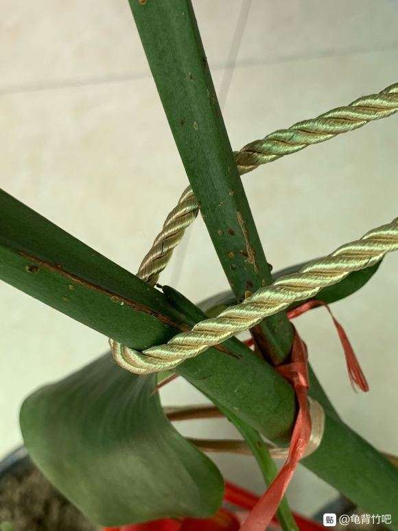 龟背竹叶子一直蔫蔫的