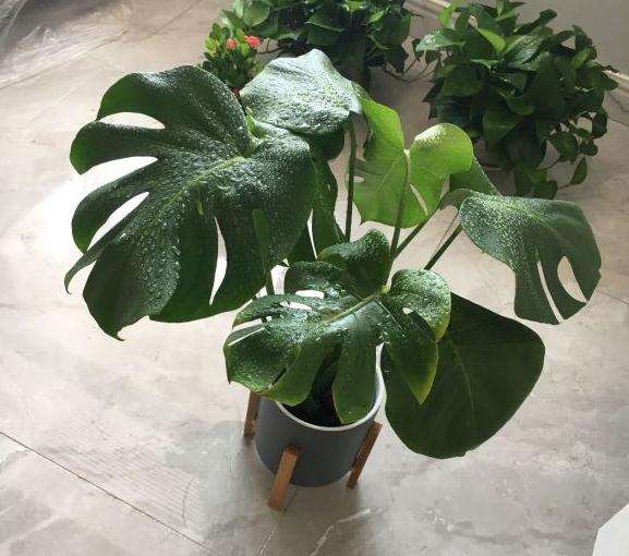 刚买的龟背竹叶子有点蔫