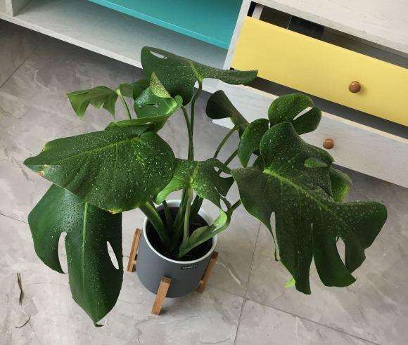 刚买的龟背竹叶子有点蔫