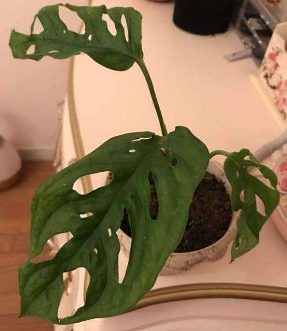 淘宝上才买的仙洞龟背竹