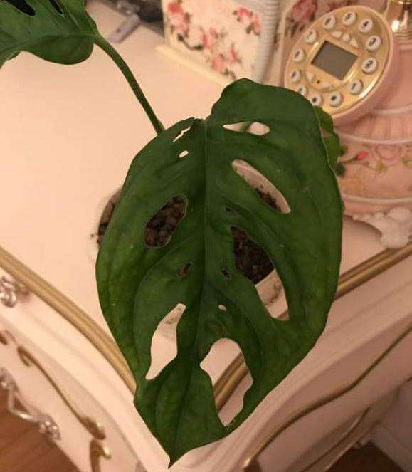 淘宝上才买的仙洞龟背竹