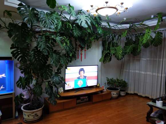 家里的龟背竹养老4年