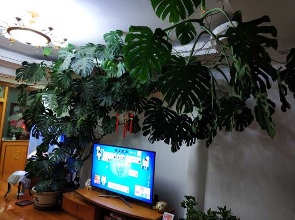 家里的龟背竹养老4年