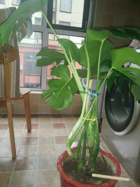 龟背竹1年了叶子横七竖八 