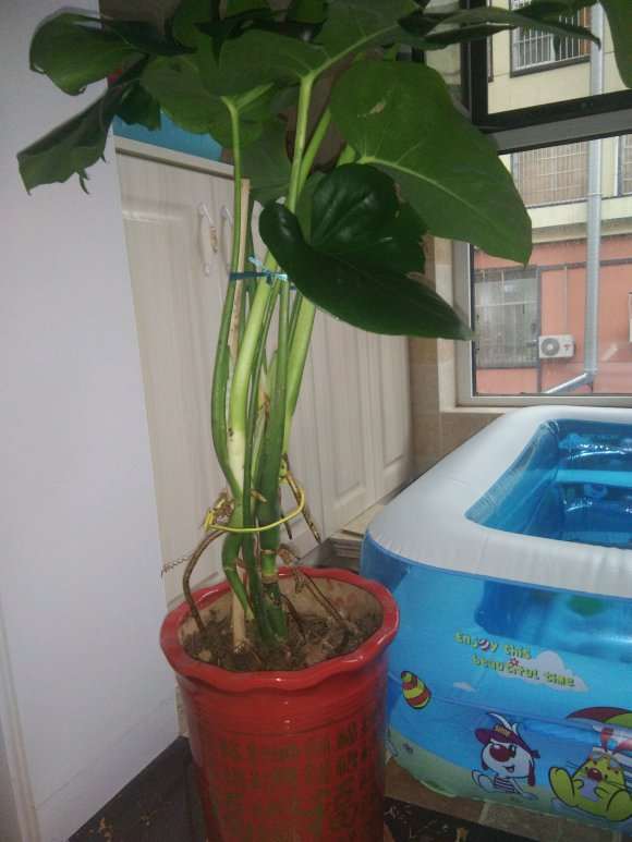 龟背竹1年了叶子横七竖八 