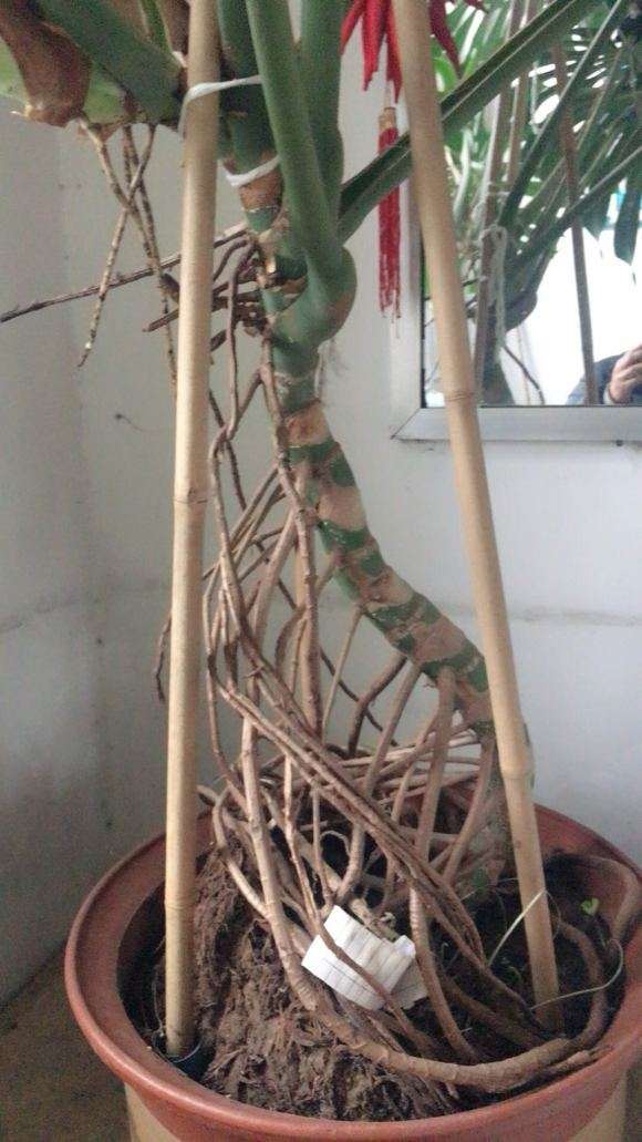 龟背竹叶子越长越小