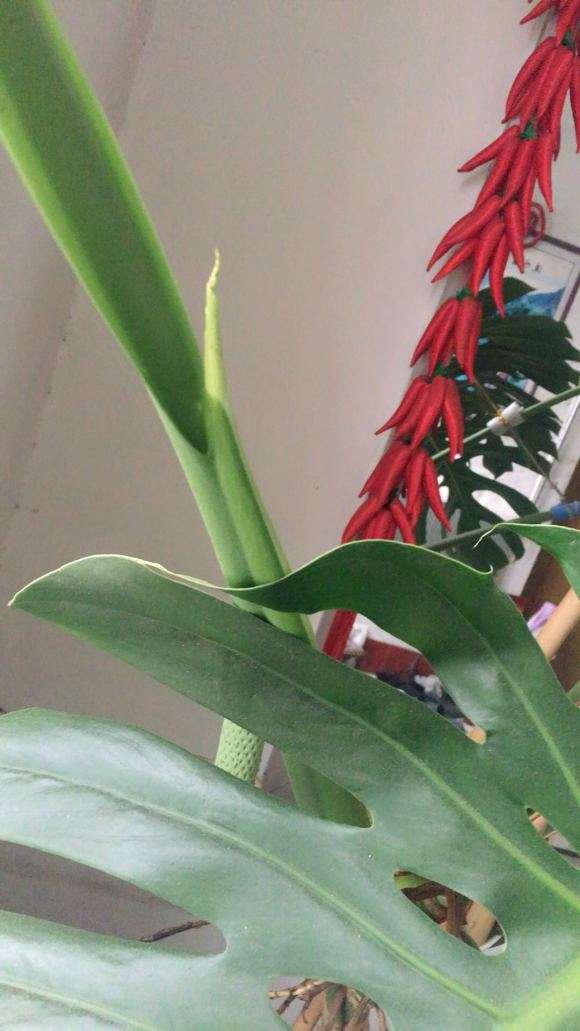 龟背竹70厘米 用多高的花盆合适