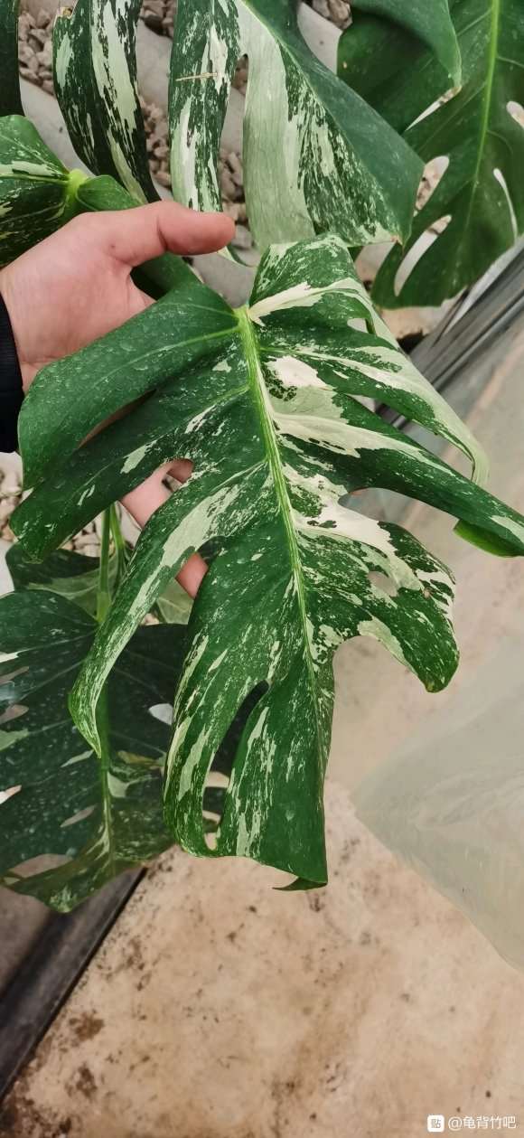 白锦龟背竹 2200元