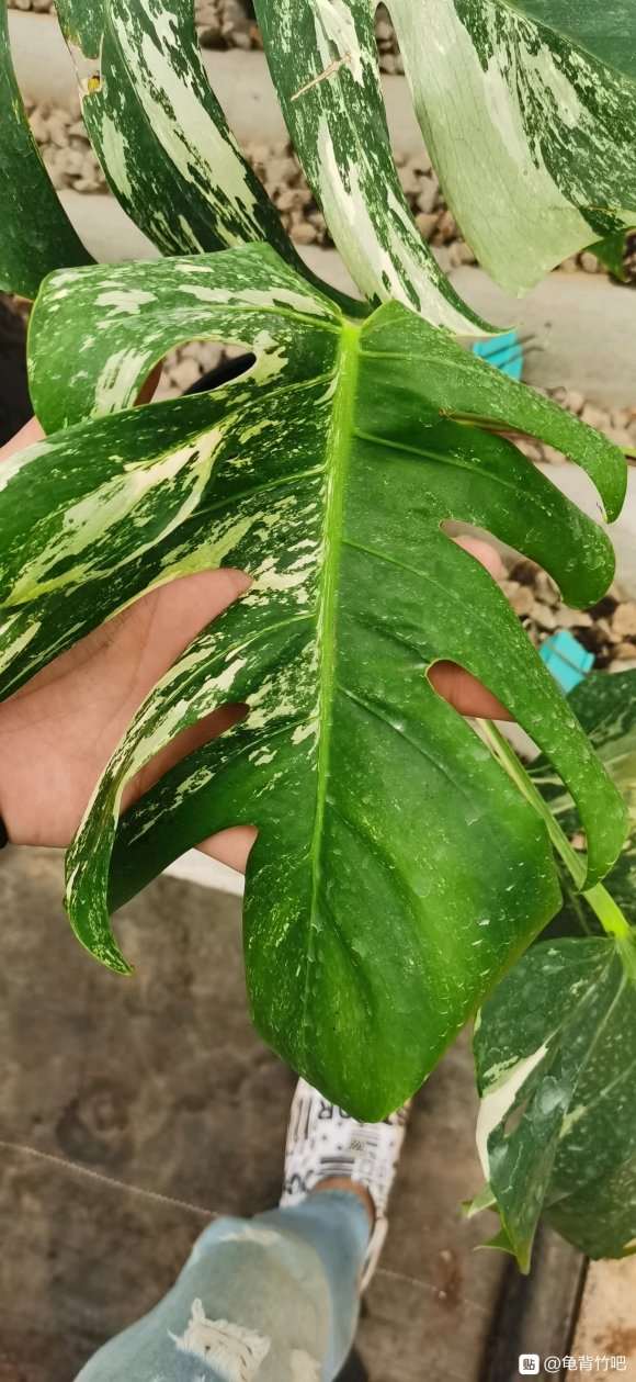 白锦龟背竹 2200元