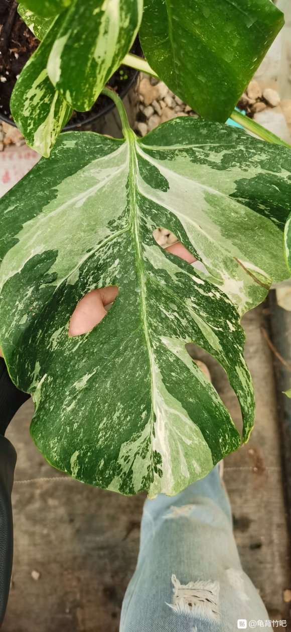 白锦龟背竹 2200元