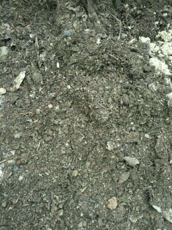 这个龟背竹是缺水吗