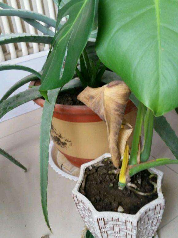 这个龟背竹是缺水吗