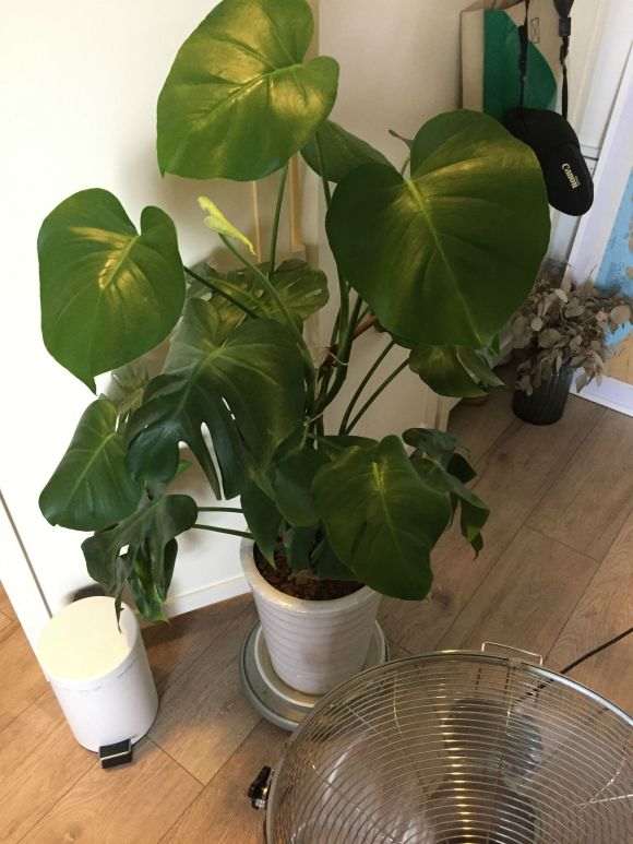 龟背竹2年没换过盆 需要换盆吗