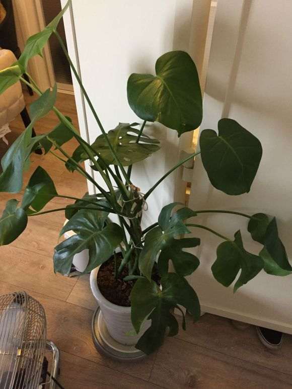 龟背竹2年没换过盆 需要换盆吗