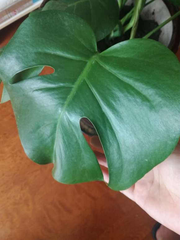 龟背竹叶子最近往下耷拉