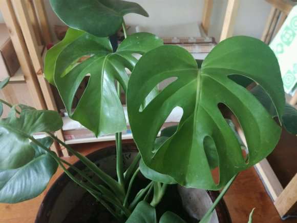 龟背竹叶子最近往下耷拉