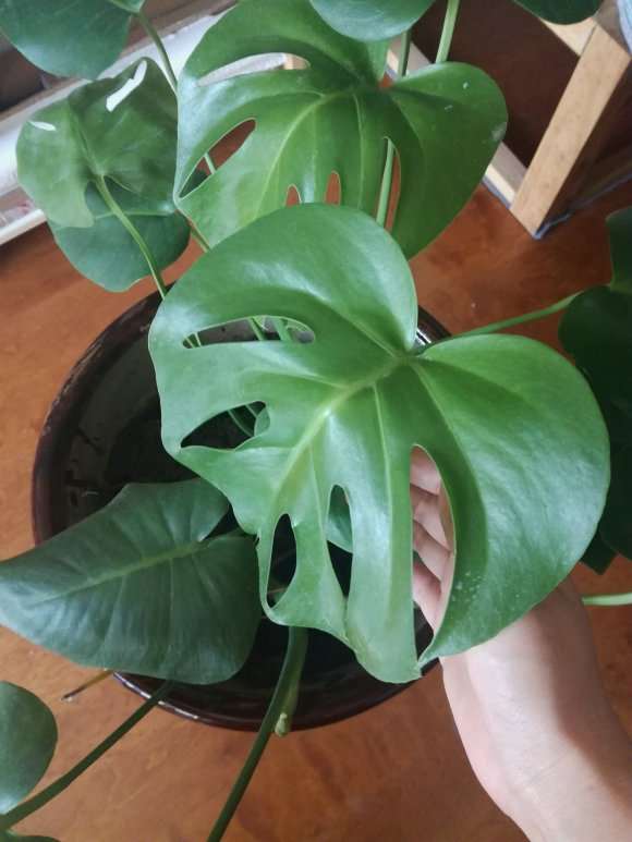 龟背竹叶子最近往下耷拉