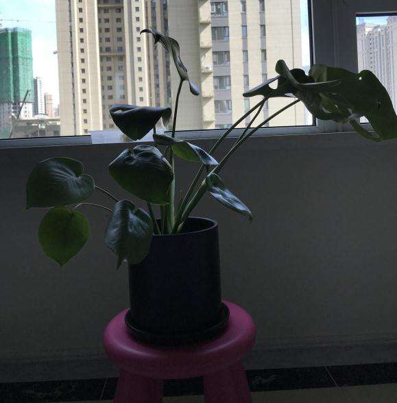 龟背竹应该是阳光太多了点吧