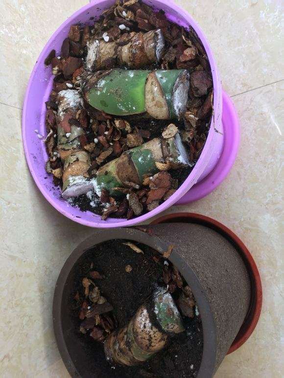 龟背竹怎么扦插的过程