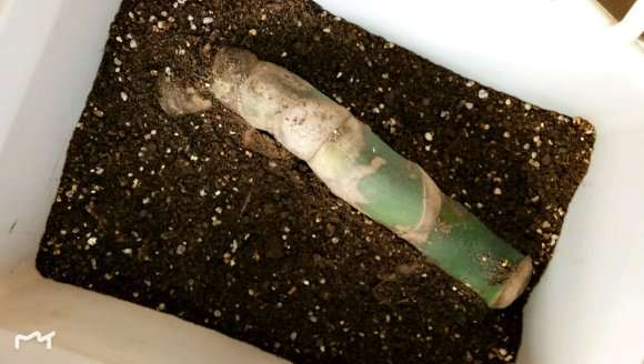 龟背竹怎么扦插的过程