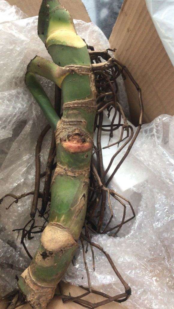 龟背竹怎么扦插的过程