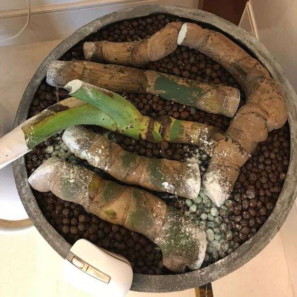 龟背竹怎么扦插的过程