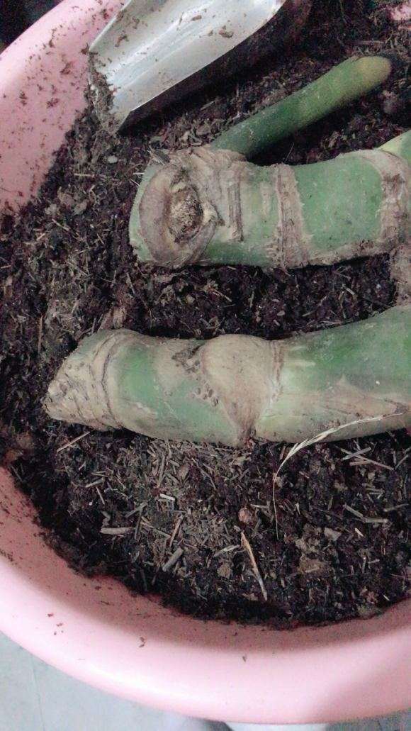 龟背竹怎么扦插的过程