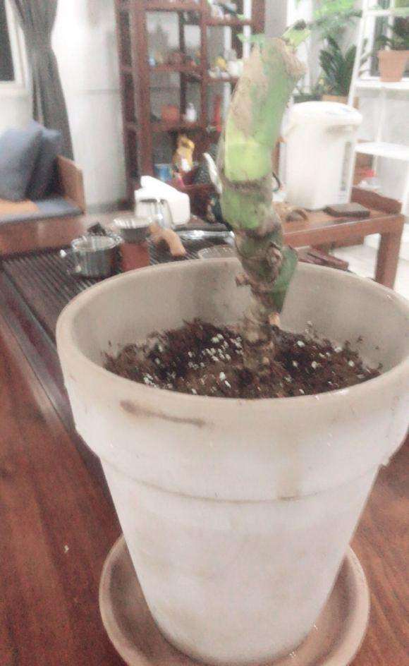 龟背竹老桩 到底要不要泡水 图片