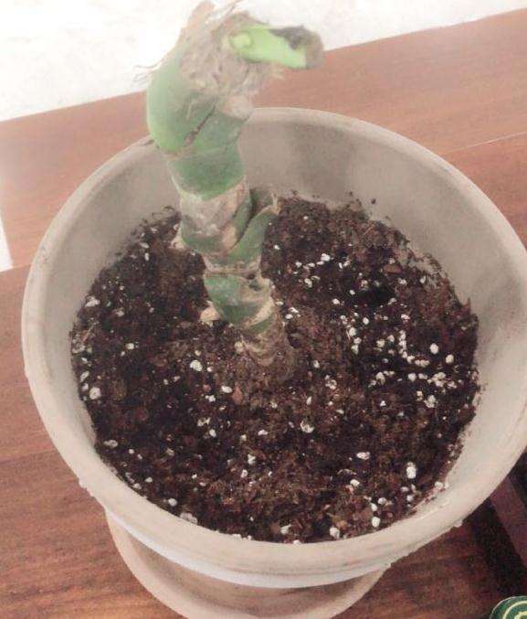 龟背竹老桩 到底要不要泡水