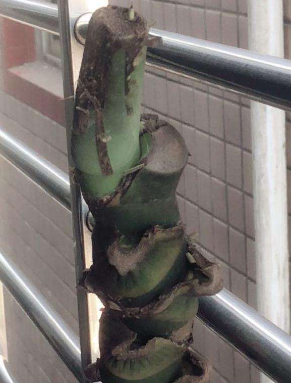 龟背竹老桩 到底要不要泡水