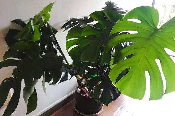 龟背竹上盆之后就开始疯长 图片