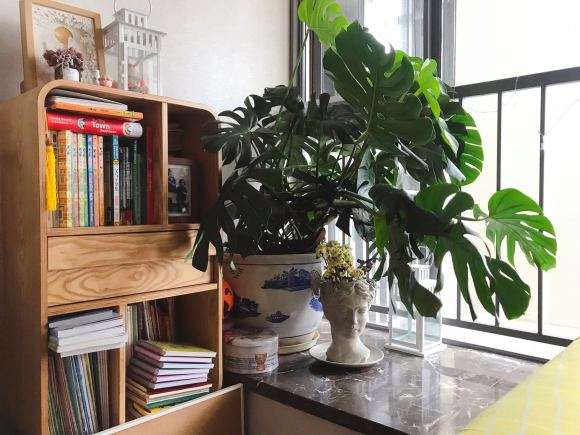 龟背竹上盆之后就开始疯长 图片