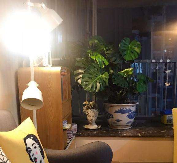 龟背竹上盆之后就开始疯长 图片