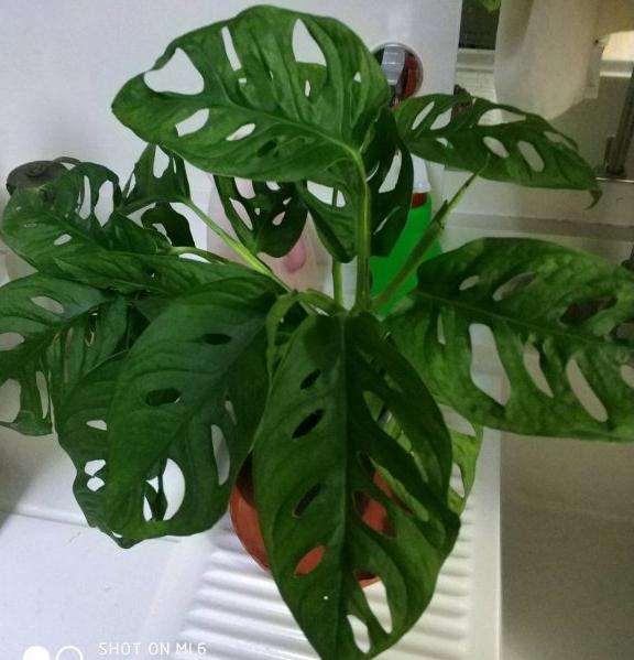 洞仙叶子表面和大龟背竹不一样吗