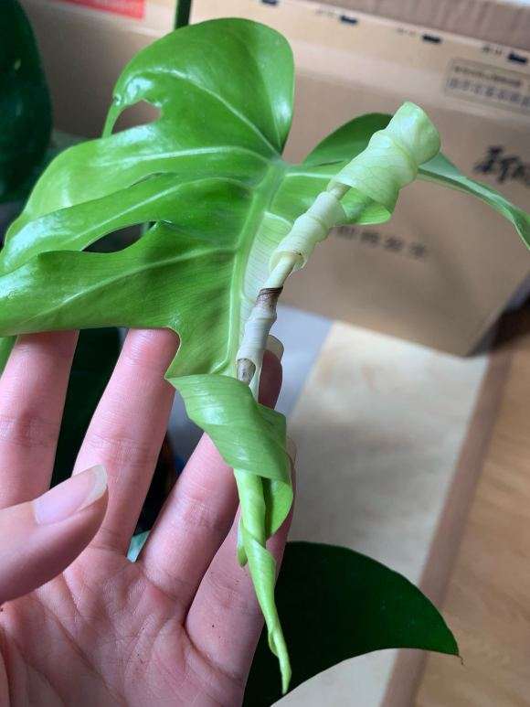 龟背竹的叶片顶端出水是正常吗