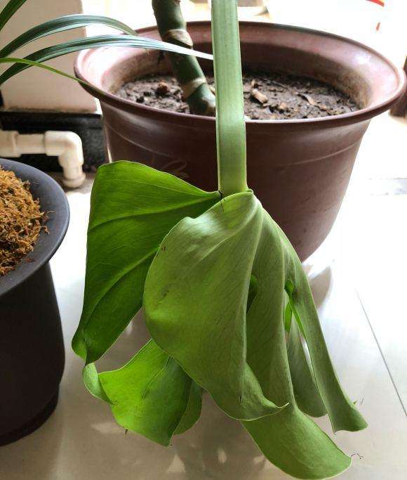 龟背竹移栽后 叶子一直往下耷拉