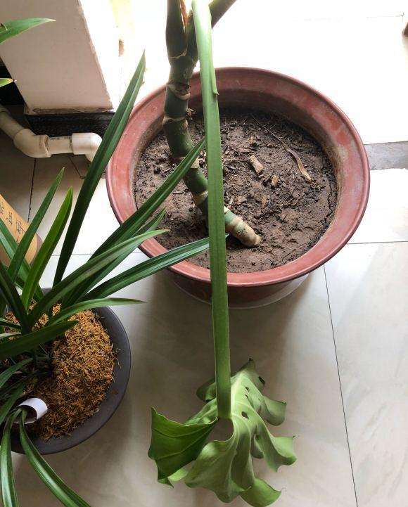 龟背竹移栽后 叶子一直往下耷拉