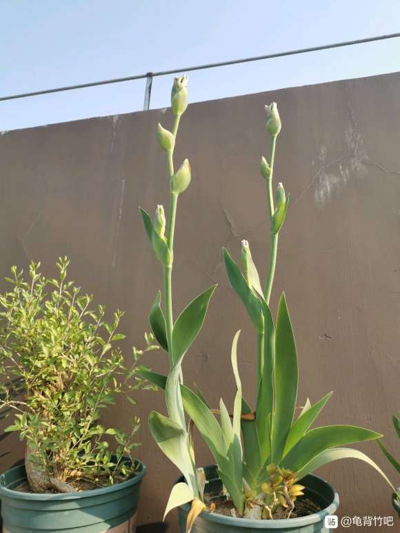 龟背竹和春羽龙鳞