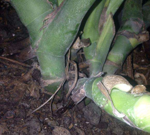 龟背竹的气根一直在烂