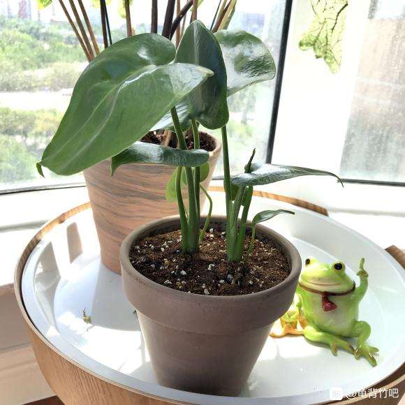 记录我龟背竹小苗怎么的成长故事