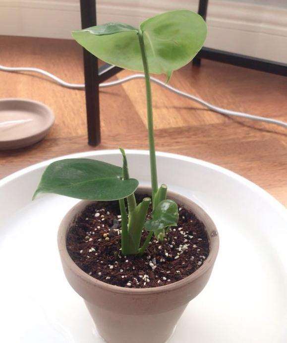 记录我龟背竹小苗怎么的成长故事